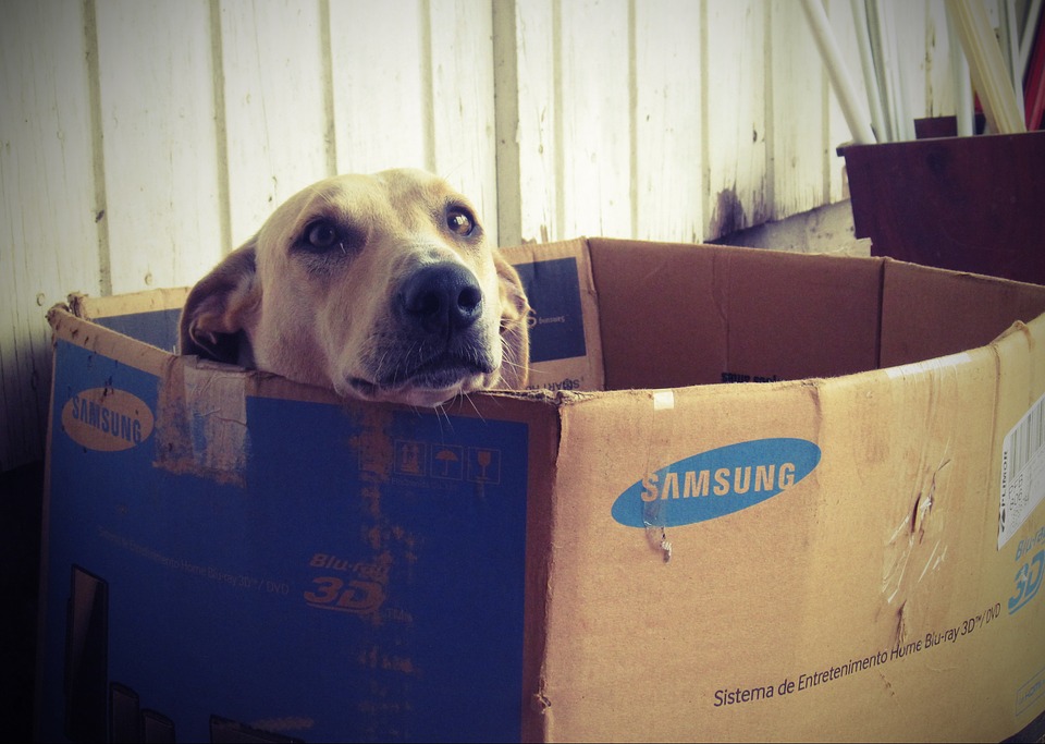 Illustration de l'article : (Vidéo) Ce petit chien tente de s’évader de son carton sur un rythme endiablé