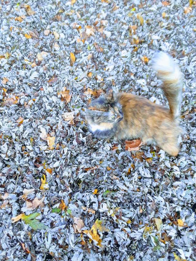Illustration de l'article : Doué pour le camouflage, ce chat disparait dès qu'un tas de feuilles se présente ! 