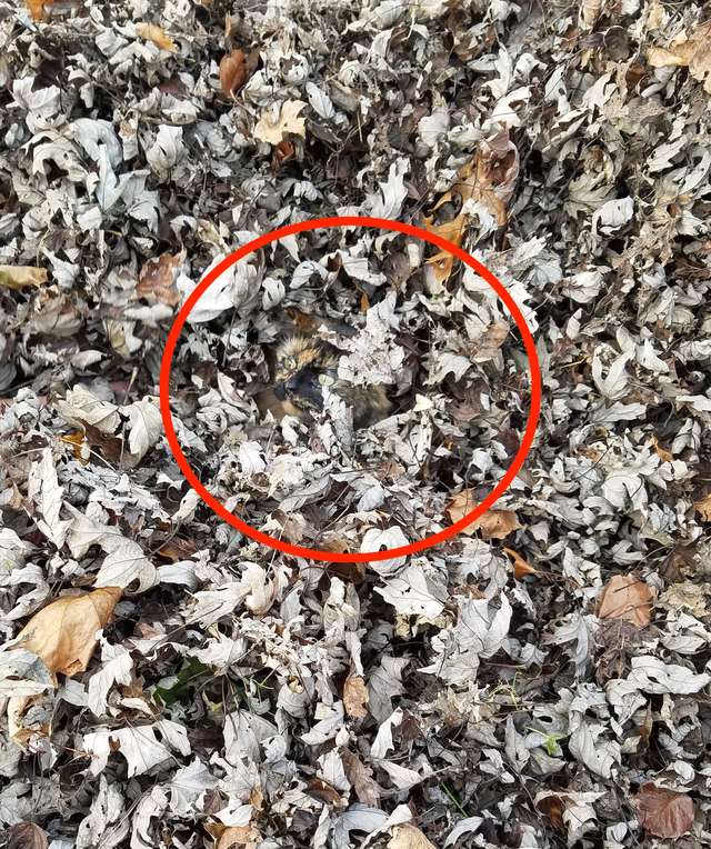 Illustration de l'article : Doué pour le camouflage, ce chat disparait dès qu'un tas de feuilles se présente ! 