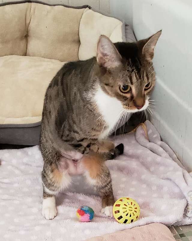 Ce Chat Aux Pattes Avant Deformees Se Tient Debout Comme Un Humain