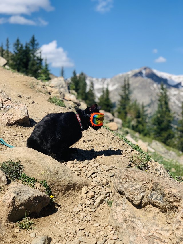 Illustration de l'article : 15 superbes photos de chats qui sont de véritables aventuriers ! 