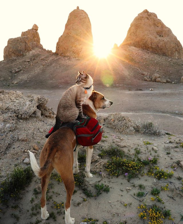 Illustration de l'article : 15 superbes photos de chats qui sont de véritables aventuriers ! 
