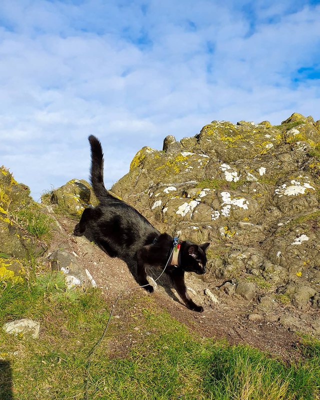 Illustration de l'article : 15 superbes photos de chats qui sont de véritables aventuriers ! 