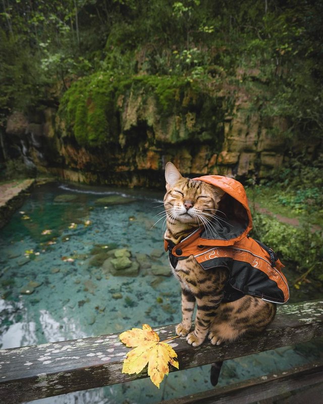 Illustration de l'article : 15 superbes photos de chats qui sont de véritables aventuriers ! 