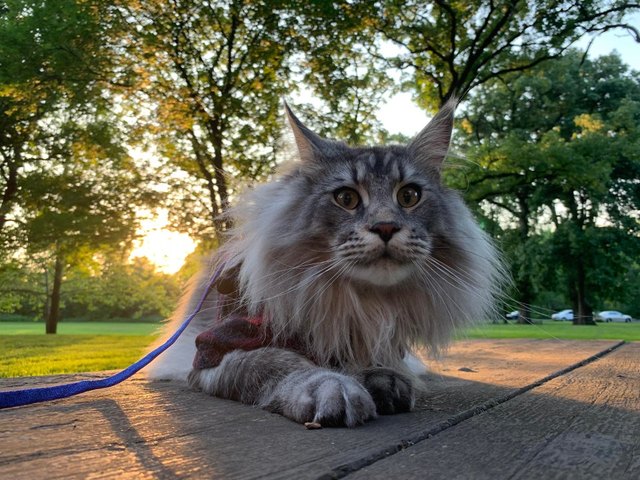 Illustration de l'article : 15 superbes photos de chats qui sont de véritables aventuriers ! 