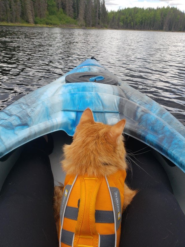 Illustration de l'article : 15 superbes photos de chats qui sont de véritables aventuriers ! 