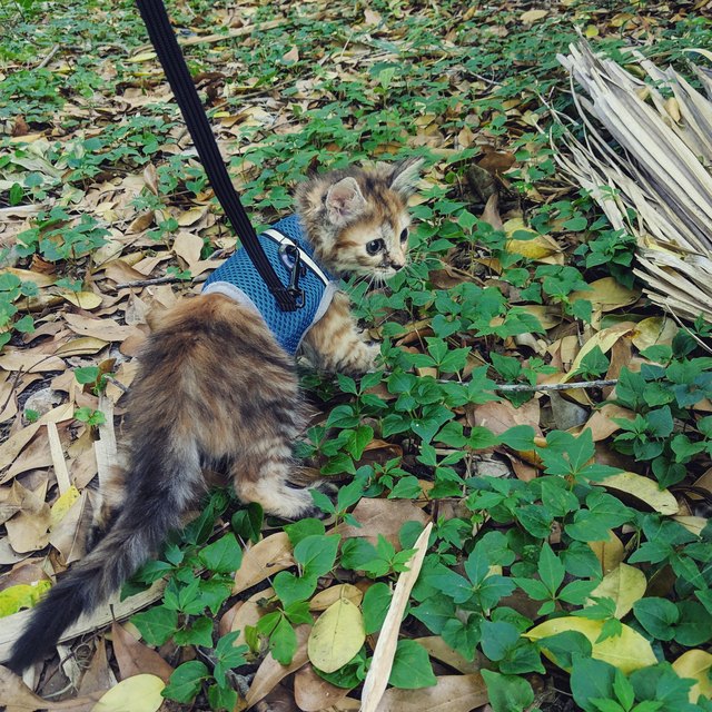Illustration de l'article : 15 superbes photos de chats qui sont de véritables aventuriers ! 