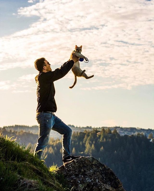 Illustration de l'article : 15 superbes photos de chats qui sont de véritables aventuriers ! 