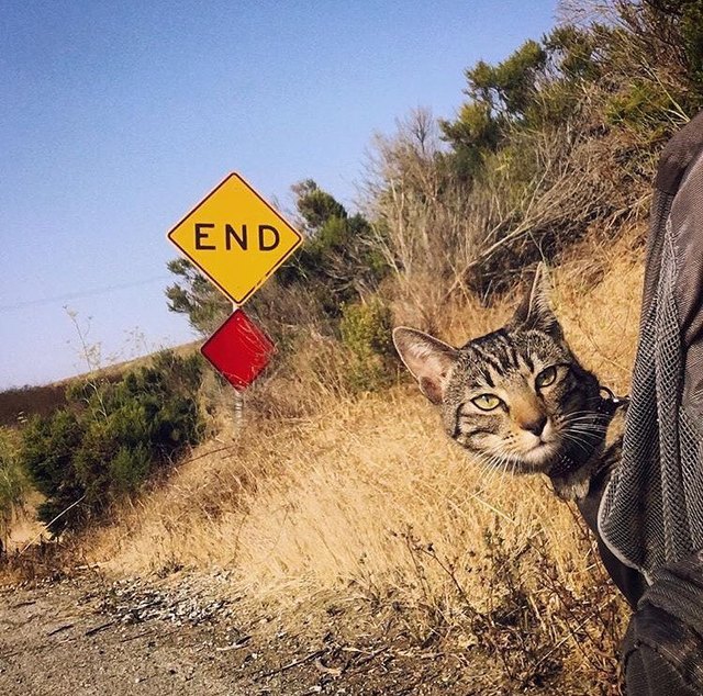 Illustration de l'article : 15 superbes photos de chats qui sont de véritables aventuriers ! 