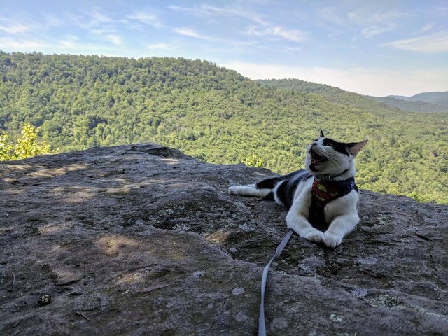 Illustration de l'article : 15 superbes photos de chats qui sont de véritables aventuriers ! 