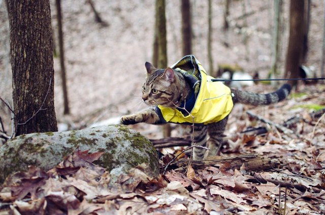 Illustration de l'article : 15 superbes photos de chats qui sont de véritables aventuriers ! 