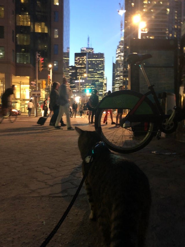 Illustration de l'article : 15 superbes photos de chats qui sont de véritables aventuriers ! 