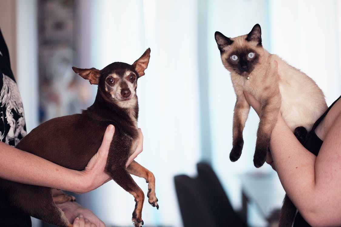 Illustration de l'article : Les gens les plus intelligents préfèreraient les chats, d’après une étude