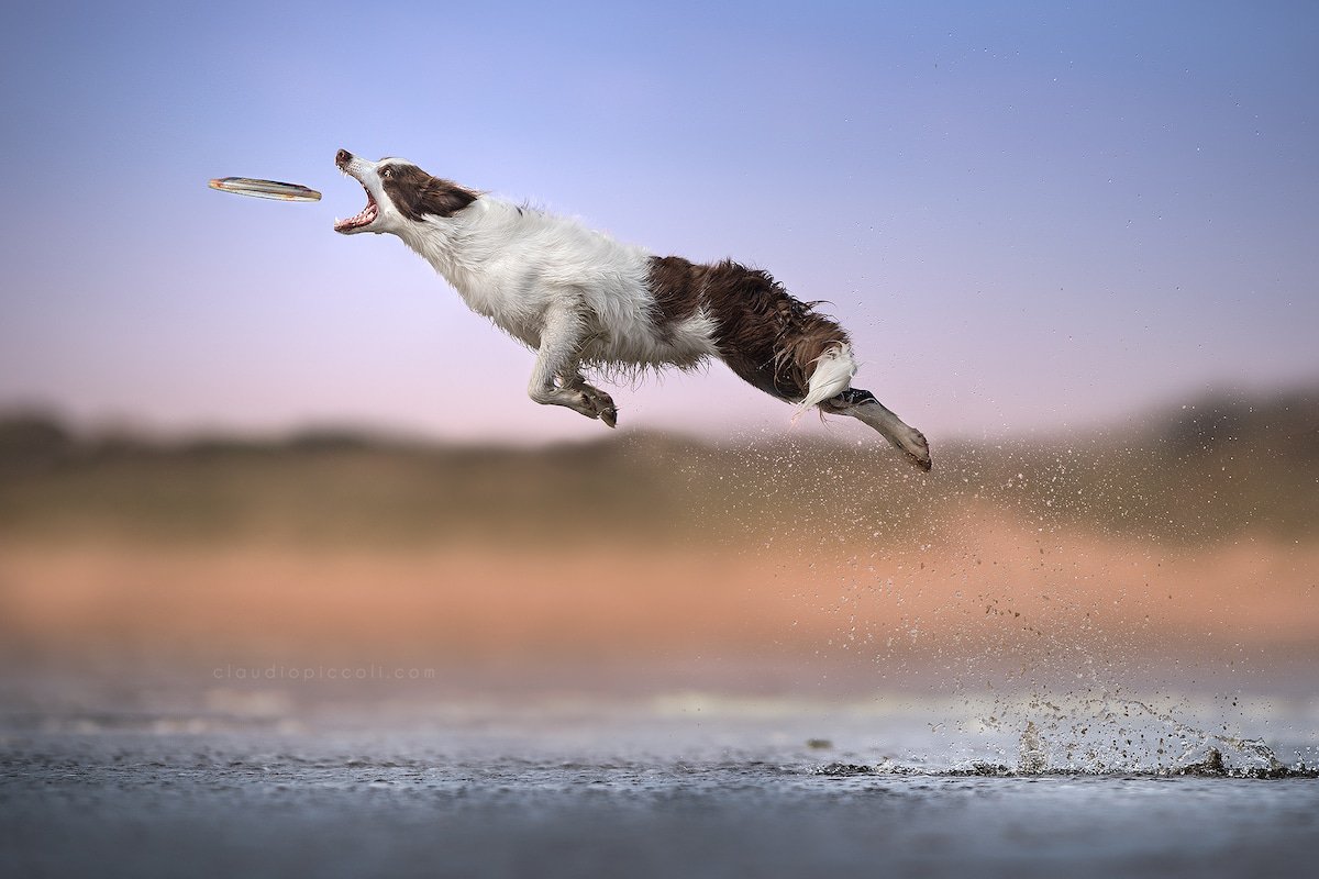 Illustration de l'article : 10 photos incroyables de chiens acrobates attrapant un frisbee en plein vol !