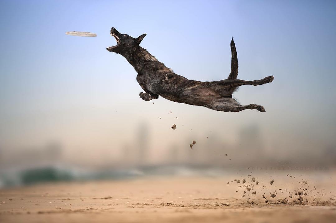 Illustration de l'article : 10 photos incroyables de chiens acrobates attrapant un frisbee en plein vol !