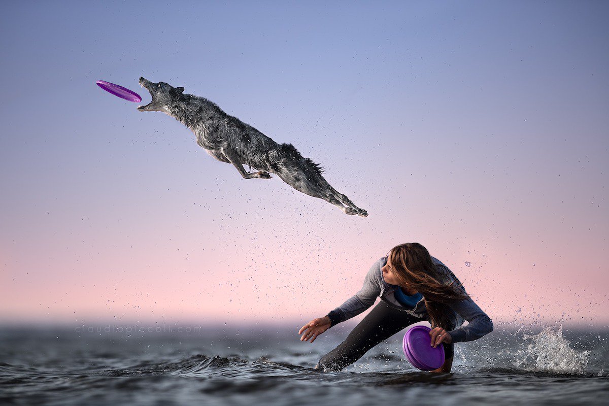 Illustration de l'article : 10 photos incroyables de chiens acrobates attrapant un frisbee en plein vol !