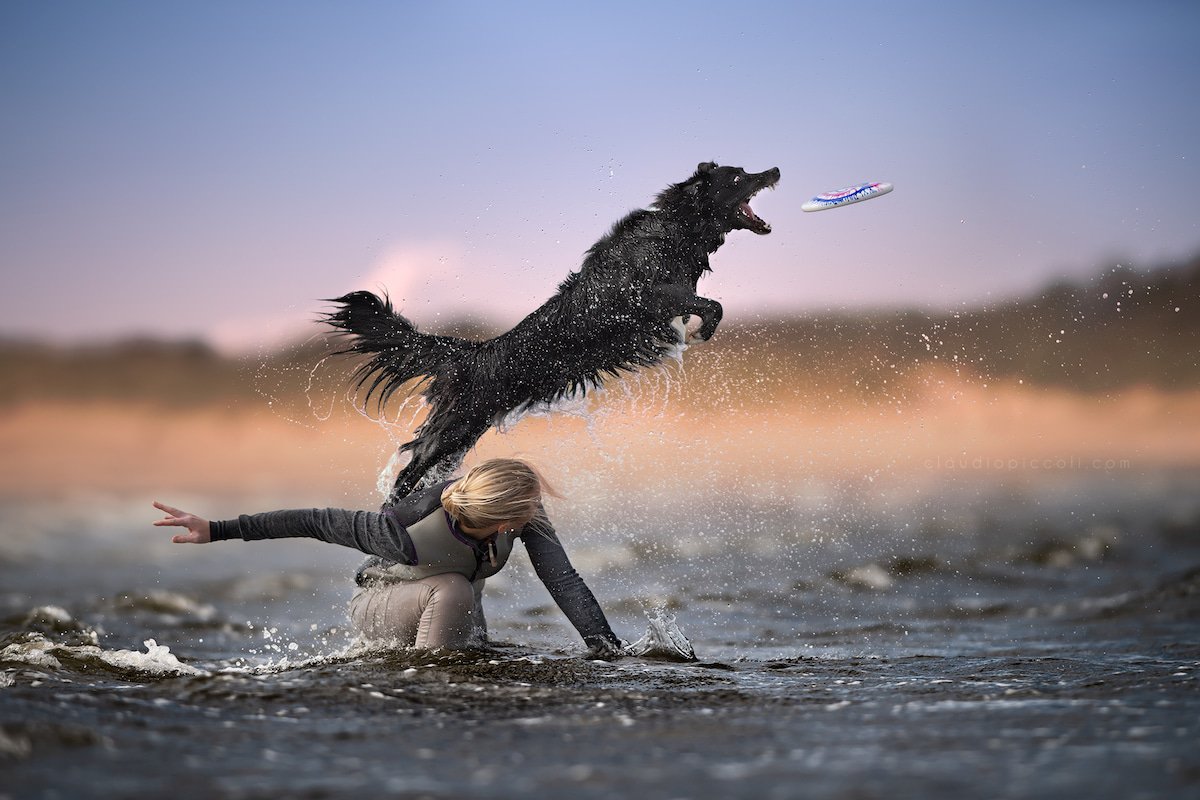 Illustration de l'article : 10 photos incroyables de chiens acrobates attrapant un frisbee en plein vol !