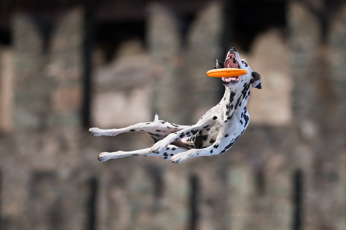Illustration de l'article : 10 photos incroyables de chiens acrobates attrapant un frisbee en plein vol !