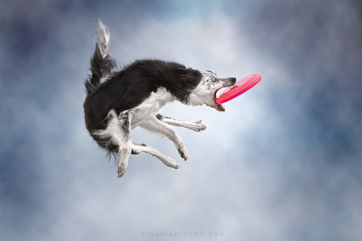 Illustration de l'article : 10 photos incroyables de chiens acrobates attrapant un frisbee en plein vol !