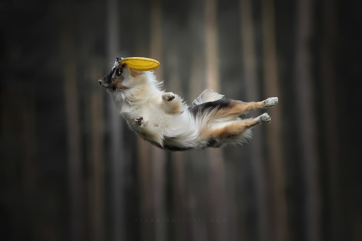 Illustration de l'article : 10 photos incroyables de chiens acrobates attrapant un frisbee en plein vol !