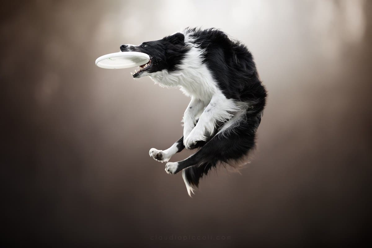 Illustration de l'article : 10 photos incroyables de chiens acrobates attrapant un frisbee en plein vol !