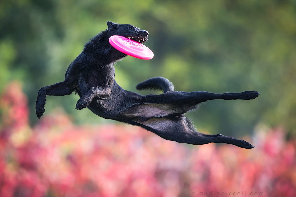 Illustration de l'article : 10 photos incroyables de chiens acrobates attrapant un frisbee en plein vol !