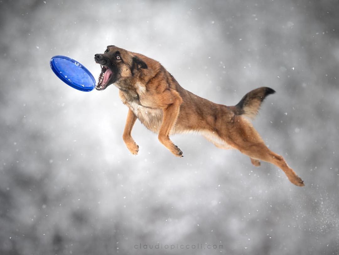 Illustration de l'article : 10 photos incroyables de chiens acrobates attrapant un frisbee en plein vol !