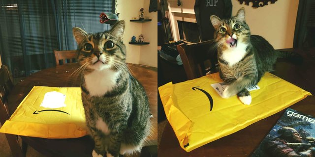 Illustration de l'article : 15 chats qui ont compris la vraie valeur du travail et le prouvent !