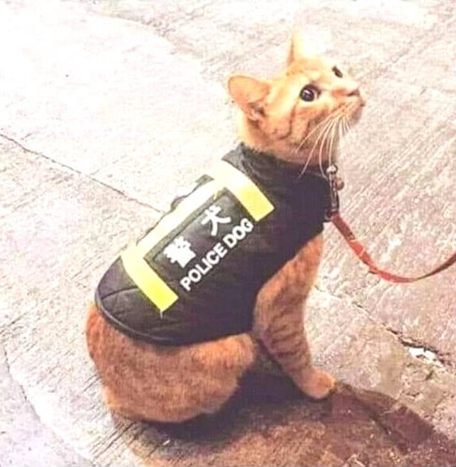 Illustration de l'article : 15 chats qui ont compris la vraie valeur du travail et le prouvent !