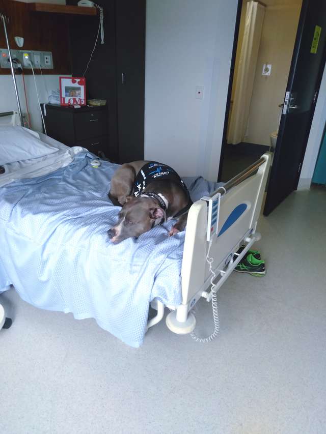 Illustration de l'article : Une chienne refuse de laisser sa maîtresse seule sur son lit d’hôpital après lui avoir sauvé la vie