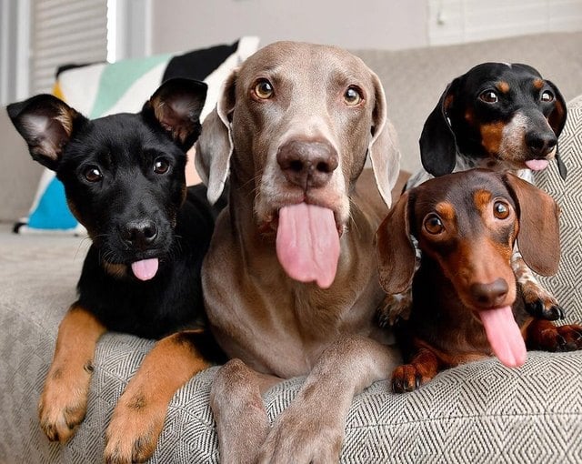Illustration de l'article : 18 chiens qui n’ont littéralement pas leur langue dans leur poche