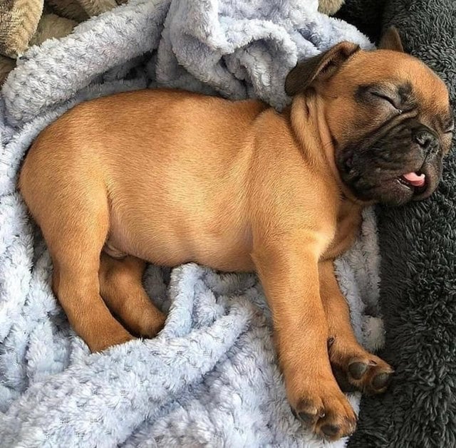 Illustration de l'article : 18 chiens qui n’ont littéralement pas leur langue dans leur poche