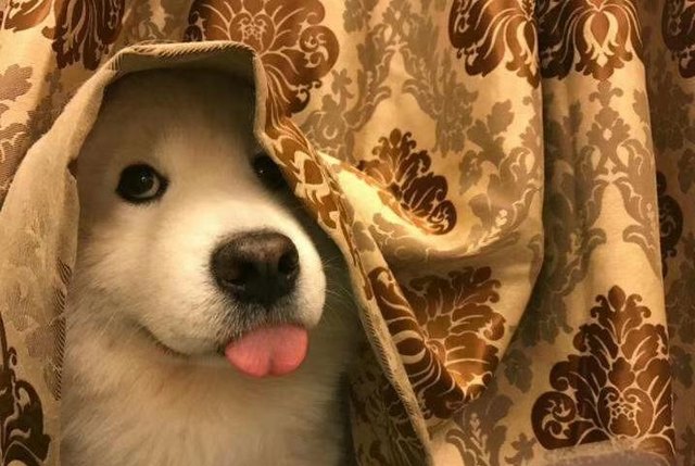 Illustration de l'article : 18 chiens qui n’ont littéralement pas leur langue dans leur poche