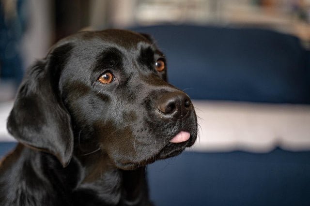 Illustration de l'article : 18 chiens qui n’ont littéralement pas leur langue dans leur poche
