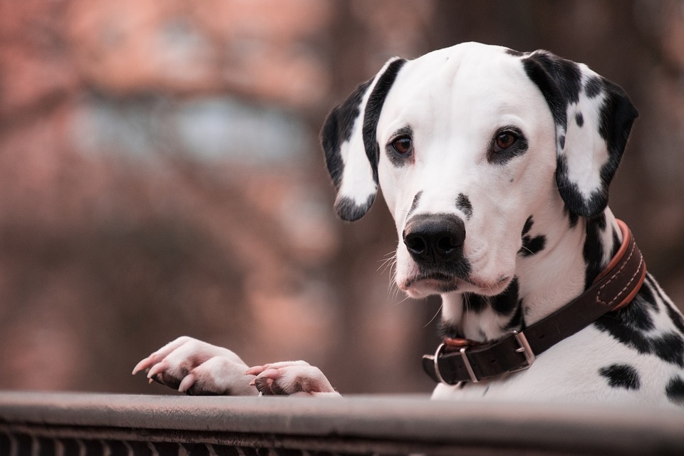 Illustration de l'article : Jake Gyllenhaal sauve un chien au milieu de New York !