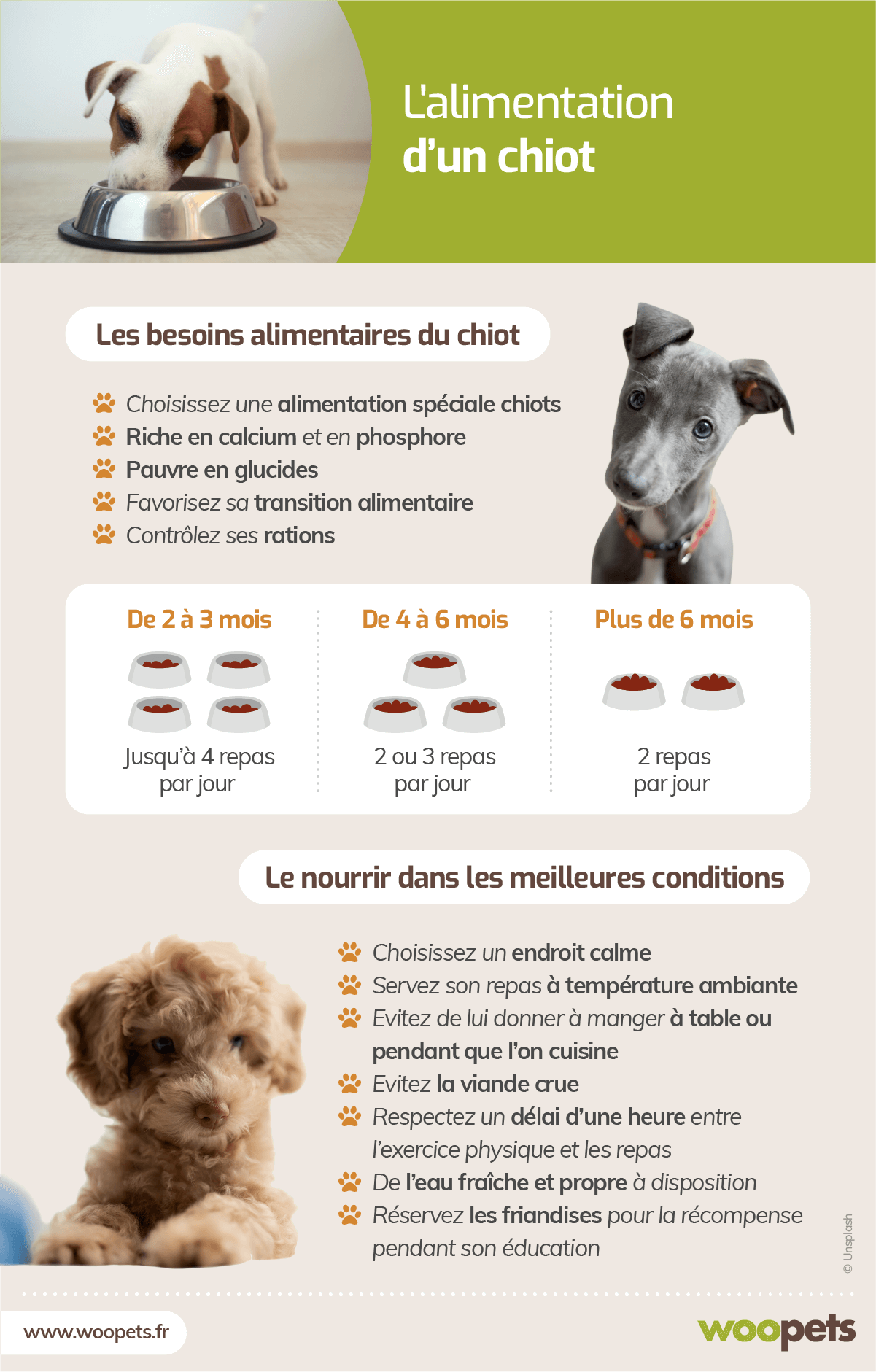 L Alimentation D Un Chiot Les Regles A Suivre Pour Bien Le Nourrir