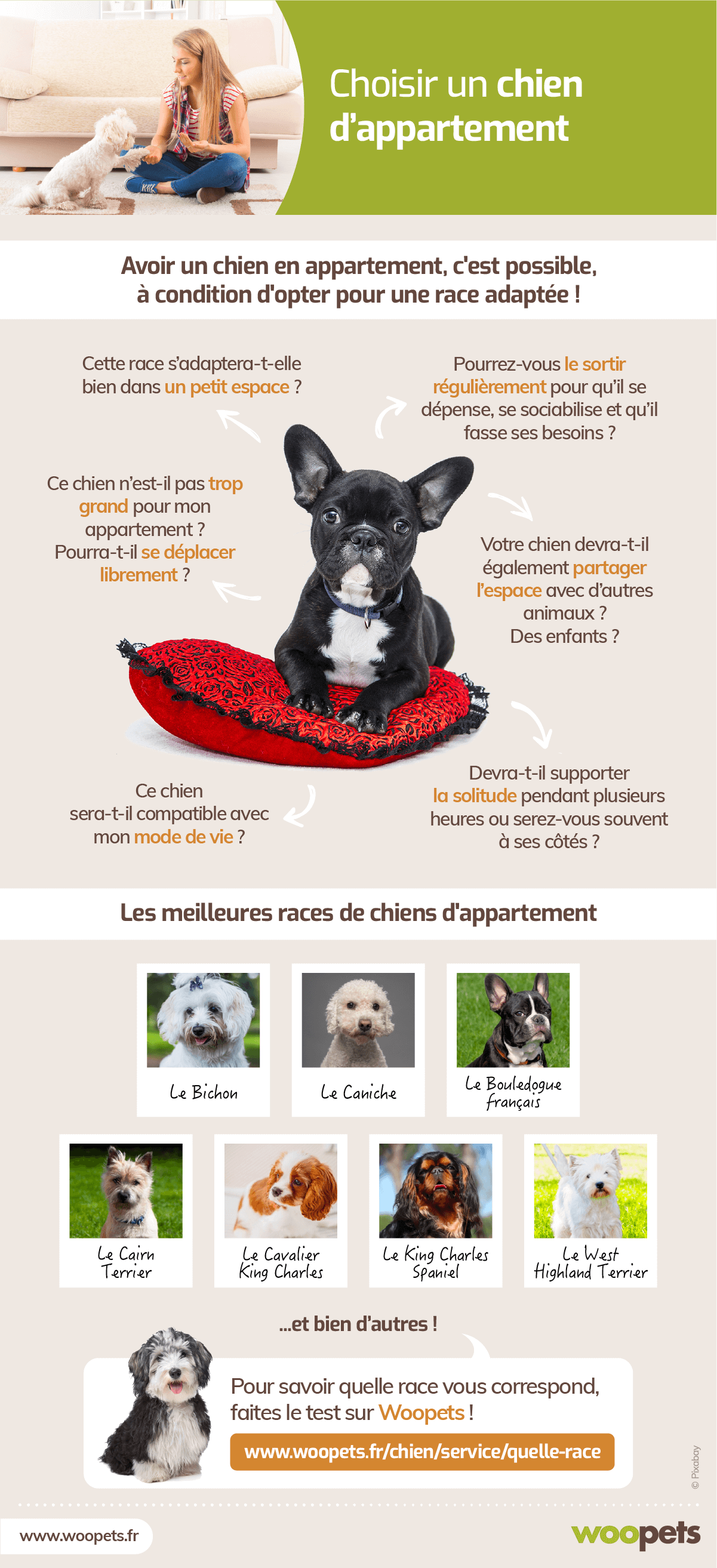 Adopter Un Chien Dappartement Nos Conseils Pour Bien Choisir