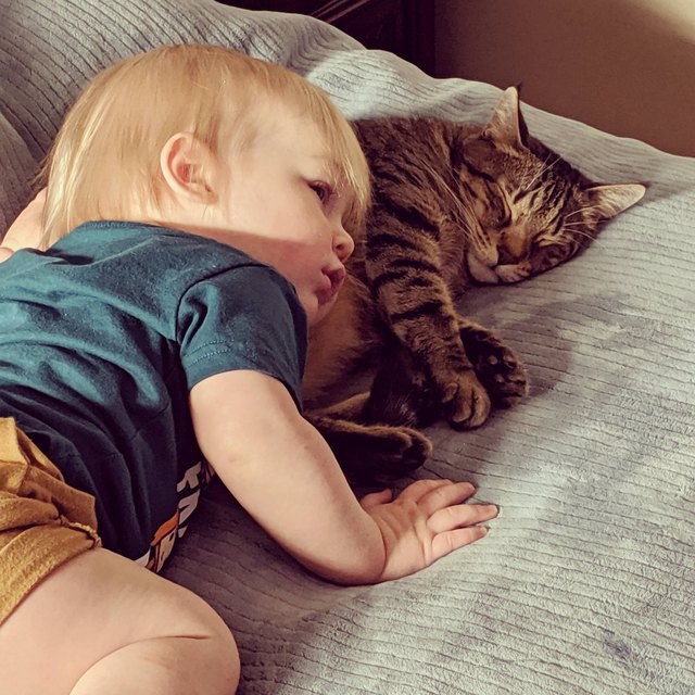 Illustration de l'article : 12 photos d'enfants qui n'ont d'yeux que pour leur chat et le montrent ! 