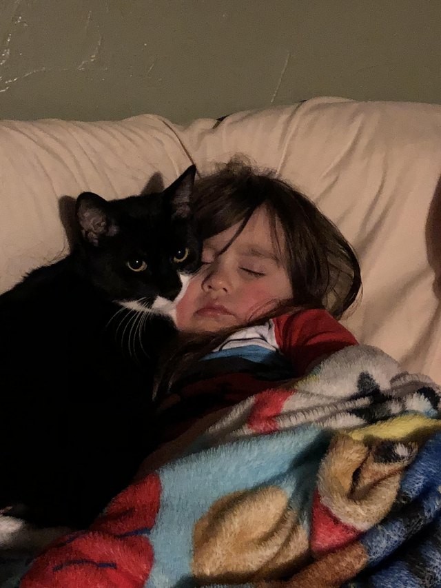 Illustration de l'article : 12 photos d'enfants qui n'ont d'yeux que pour leur chat et le montrent ! 