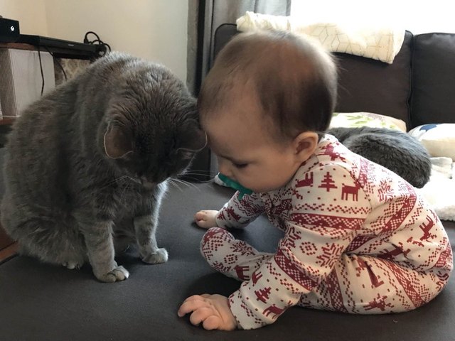Illustration de l'article : 12 photos d'enfants qui n'ont d'yeux que pour leur chat et le montrent ! 