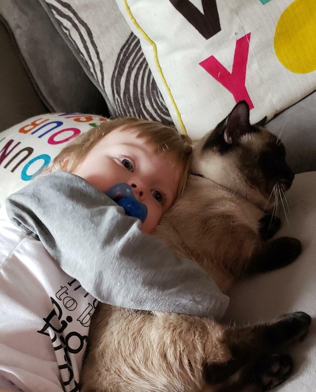 Illustration de l'article : 12 photos d'enfants qui n'ont d'yeux que pour leur chat et le montrent ! 