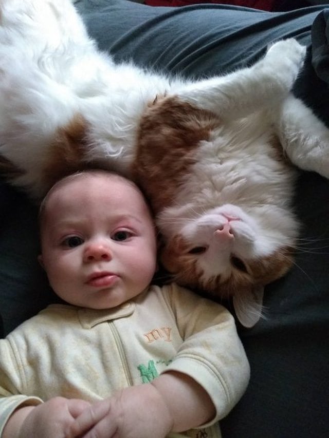 Illustration de l'article : 12 photos d'enfants qui n'ont d'yeux que pour leur chat et le montrent ! 