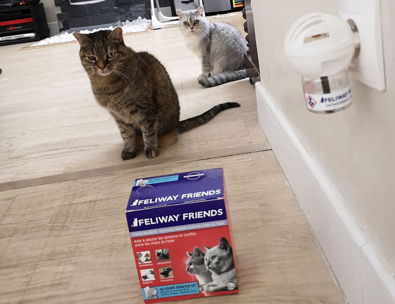 Illustration de l'article : Nous avons testé pour vous Feliway Friends, le diffuseur pour réduire les conflits entre chats