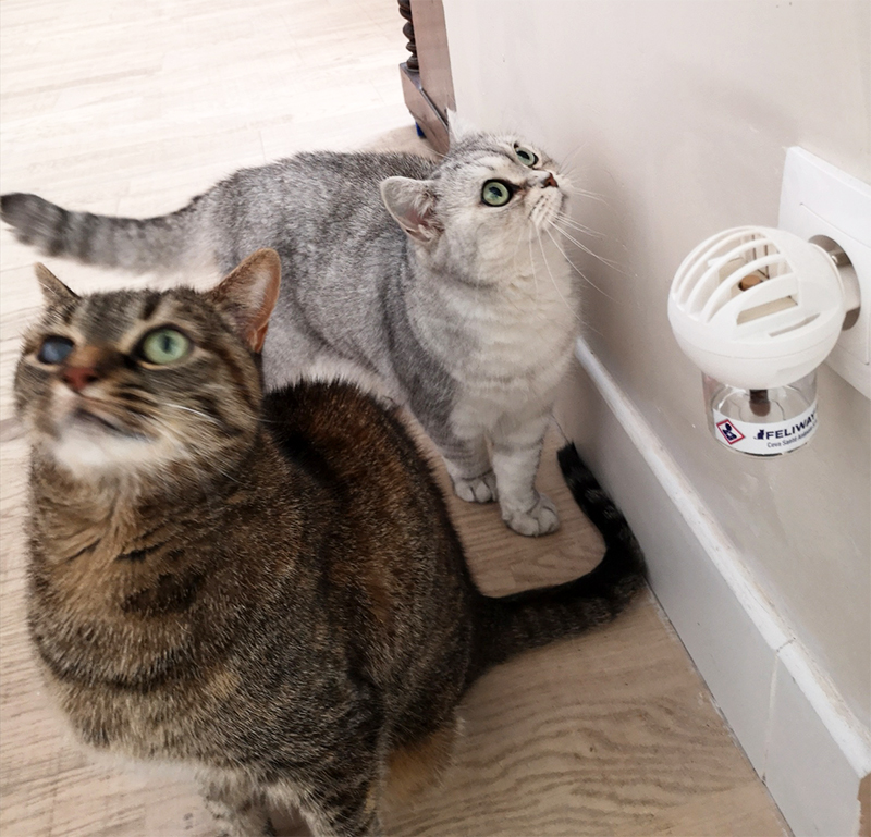 Illustration de l'article : Nous avons testé pour vous Feliway Friends, le diffuseur pour réduire les conflits entre chats