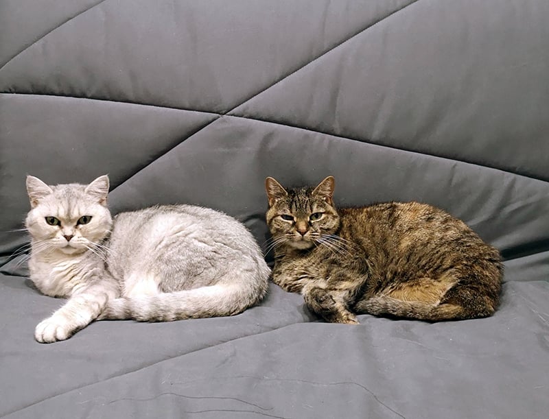 Illustration de l'article : Nous avons testé pour vous Feliway Friends, le diffuseur pour réduire les conflits entre chats