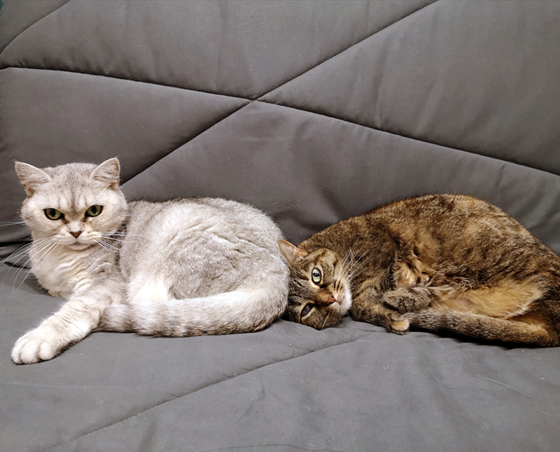 Illustration de l'article : Nous avons testé pour vous Feliway Friends, le diffuseur pour réduire les conflits entre chats