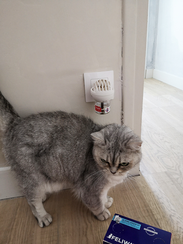 Illustration de l'article : Nous avons testé pour vous Feliway Friends, le diffuseur pour réduire les conflits entre chats