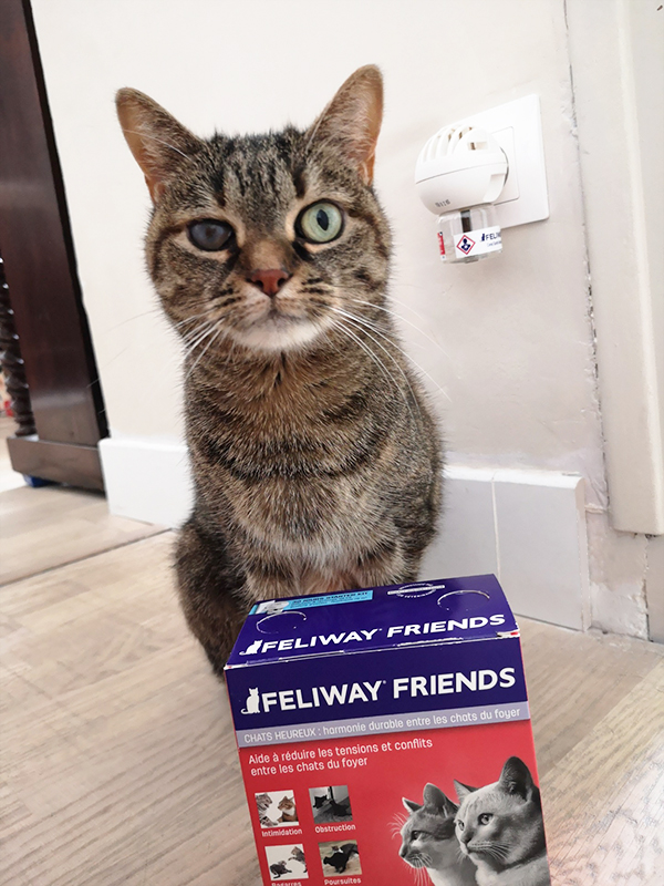 Illustration de l'article : Nous avons testé pour vous Feliway Friends, le diffuseur pour réduire les conflits entre chats