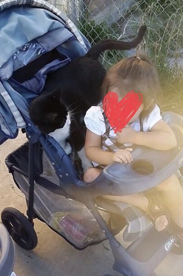 Illustration de l'article : Un chat disparu, retrouvé 5 ans plus tard grâce à sa puce d’identification