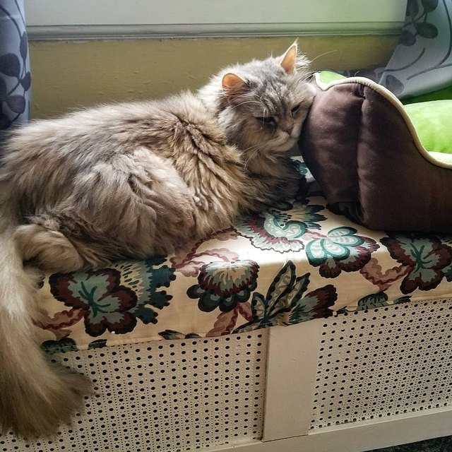 Illustration de l'article : 17 chats qui ont décidé de dormir partout sauf dans leur panier